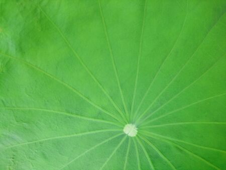Lotus green leaf texture with for backgroundの写真素材