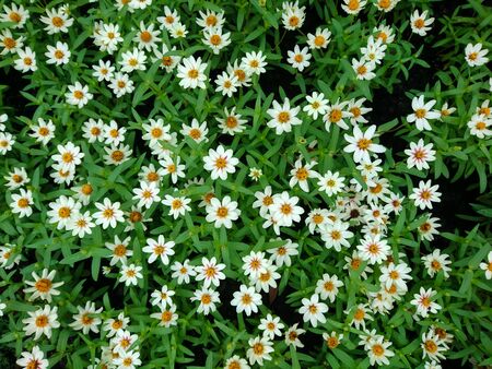 Background of little white flower in the gardenの写真素材