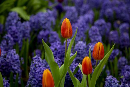 Group of tulip flowrs blooming in the garden