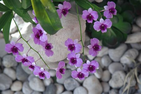 Close-up purple orchid in the flower gardenの写真素材