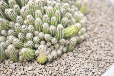 Cactus in pot with stone decorationsの写真素材