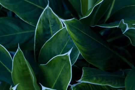 Close up of green leaf texture for backgroundの写真素材