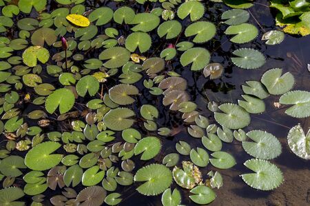 Green leaf lotus in pond for backgroundの写真素材