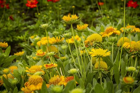 Yellow Calendula flowers in the gardenの写真素材