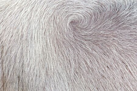 background of white color buffalo feathersの写真素材