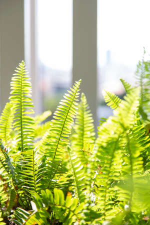 Closeup of fern green leaf with lightの写真素材