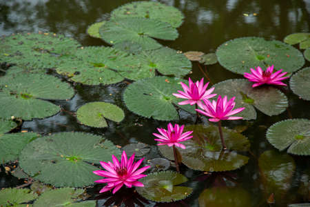 Pink lotus blossom blooming in the pondの写真素材