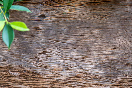 Background of wooden board with green leafの写真素材