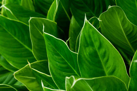 Close up of green leaf texture for backgroundの写真素材