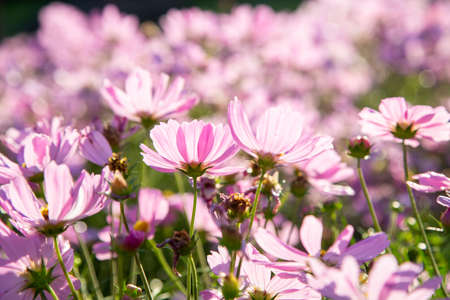 Pink cosmos flowers blooming in the gardenの写真素材