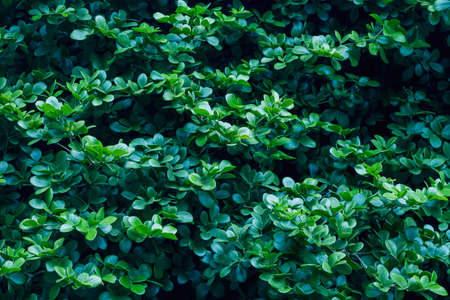 Close up of green leaf texture for backgroundの写真素材