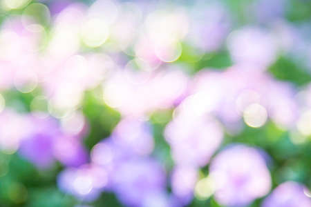 Abstract blur of nature with green and purpleの写真素材