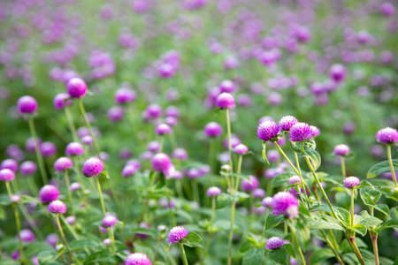 Closeup purple flowers (Gomphrena globosa) in the garden