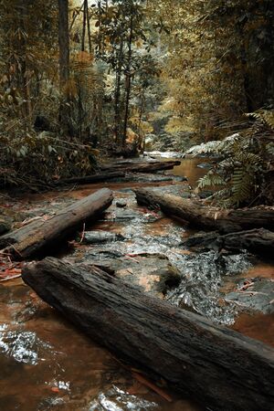 The forest