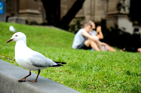People and Birdsの写真素材