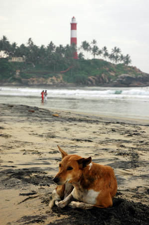 Dog and Beachの写真素材