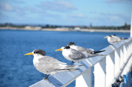 Seagull and the Bridgeの写真素材