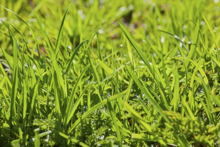 green juicy grass in the spring nature close-upの写真素材