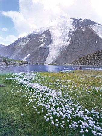 mountains altai flowers lakes glaciers clouds green grassの写真素材