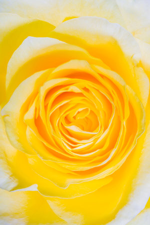 yellow rose macro petals swirling spiral closeupの写真素材