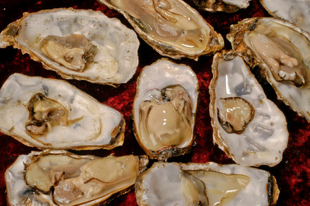 oysters raw recognized  red background closeup topの写真素材
