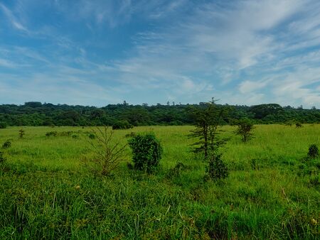 Savannah, steppe, meadow and trees in the Nairobi National Parkの写真素材