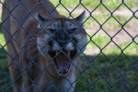 Florida Panther Wildlife Endangeredの写真素材