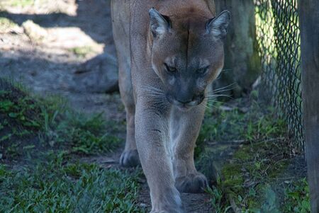 Florida Panther Wildlife Endangered