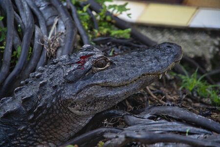 Alligator Gator Wildlife Everglades Floridaの写真素材