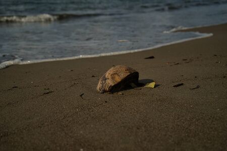 A stranded coconut on the deserted beach of Panama on the Caribbean side with focus on the...