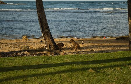 On the deserted beach in Panama and playing dogs in the sand, in the background the sea and palm...
