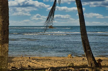 On the deserted beach in Panama and playing dogs in the sand, in the background the sea and palm...