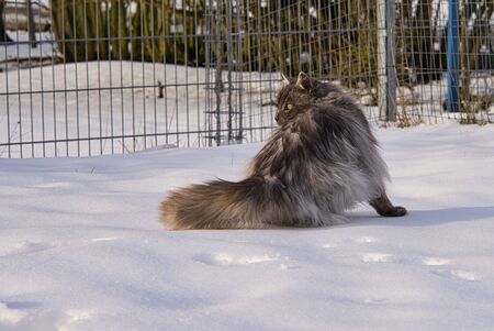 Turkish Angora cat with gray long hair and green eyes in the snow in winter in the gardenの写真素材