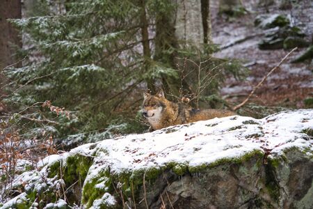 Wolf leader of the pack wanders through the winter forest and looks around