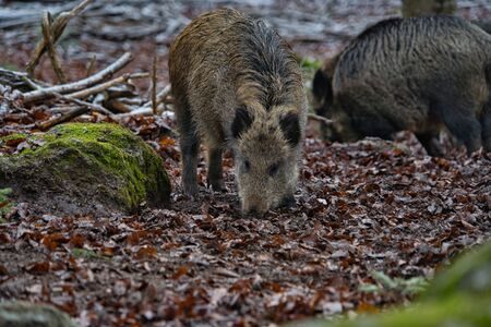 Wild boar boar pack eating in the forest in winterの写真素材