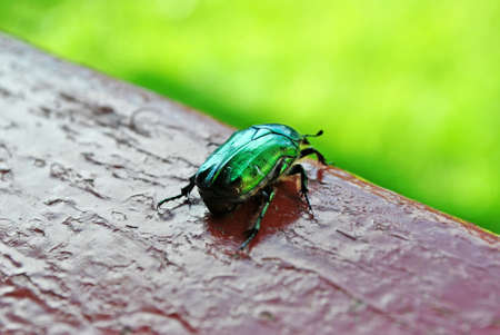 Green bug on the edge of the railing