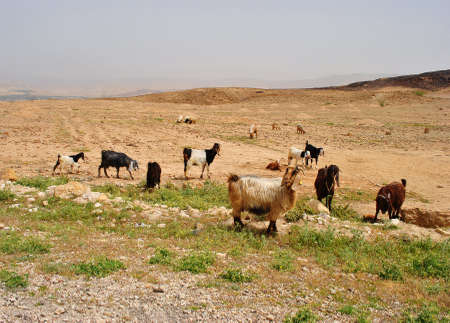 A herd of goats grazing in the countryside of Jordanの写真素材