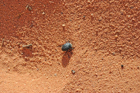 Black bug on the sand of Wadi Rum desert