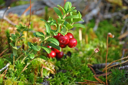 Lingonberry, also known as cowberry, in the autumn forestの写真素材
