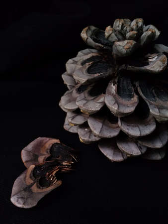 Cedar cone and scales in a low key