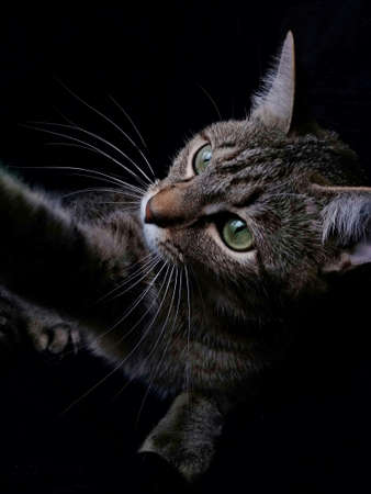 Photo of a cat in a low keyの写真素材