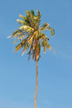Palm tree on tropical Phu Quoc island, Vietnamの写真素材