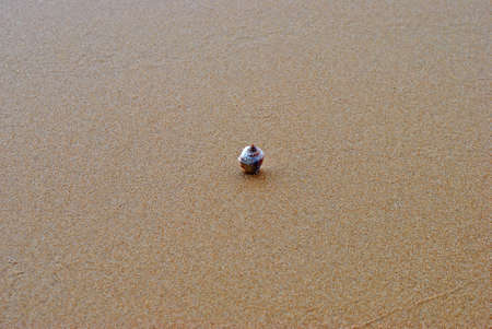 Seashell on wet sand on the beach of Phu Quoc island, Vietnam