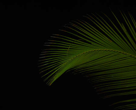 Palm leaf in the dark against the night skyの写真素材