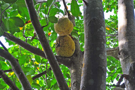 Trees and fruits of jackfruit in the jungle of Cambodia