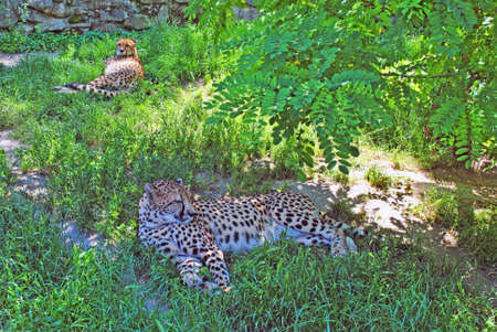 Two leopards are resting in the grass in the shade of treesの写真素材