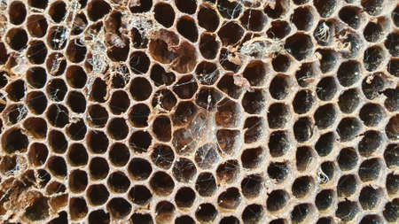 Old honeycombs left by bees in the web close-up