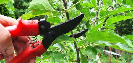 To form a crown, it is necessary to regularly trim excess branches on trees. Pruning extra shoots on...