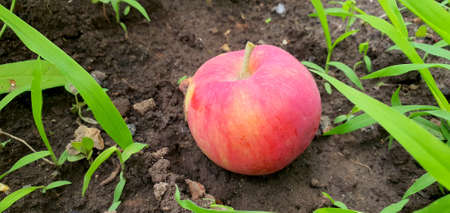Red ripe apple under a tree on the ground. The apple has ripened and fallen. Juicy, beautiful,...