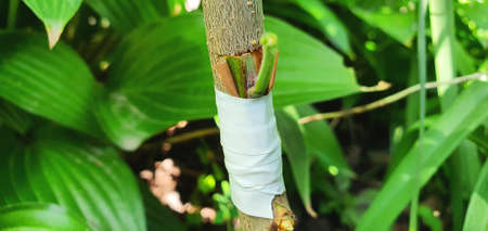 Improvement of the variety of plum trees by bud grafting. Tape wrapped around the bottom of the cut....